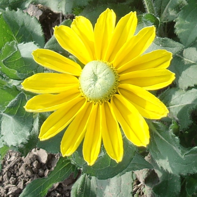 Rudbeckia hirta Gloriosa seeds 1kg