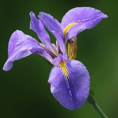 Iris tectorum seeds 1KG