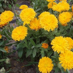 Calendula officinalis seeds 1kg