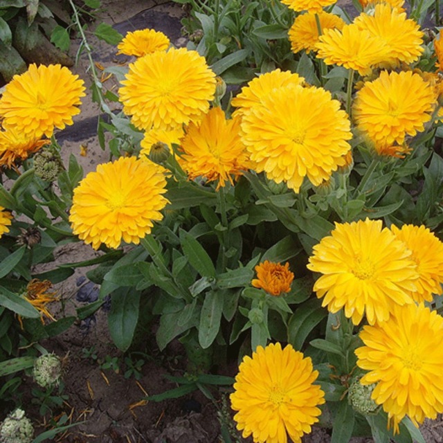 Calendula officinalis seeds 1kg