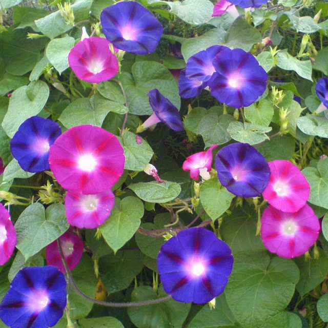 morning glory seeds 1KG