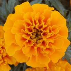 French marigold seeds 1KG