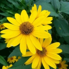 Heliopsis helianthoides seeds 1kg