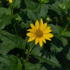 Heliopsis helianthoides seeds 1kg