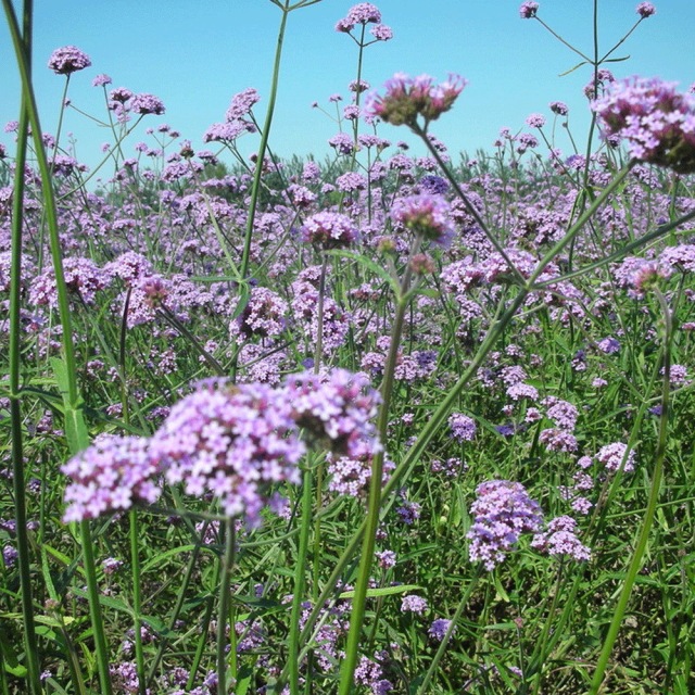 verbena seeds 1kg