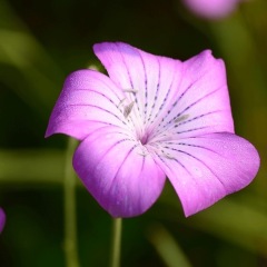 Agrostemma githago seeds 1KG