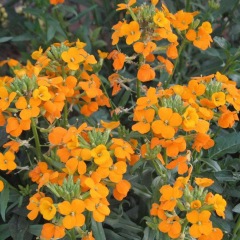 Cheiranthus allionii seeds 1kg