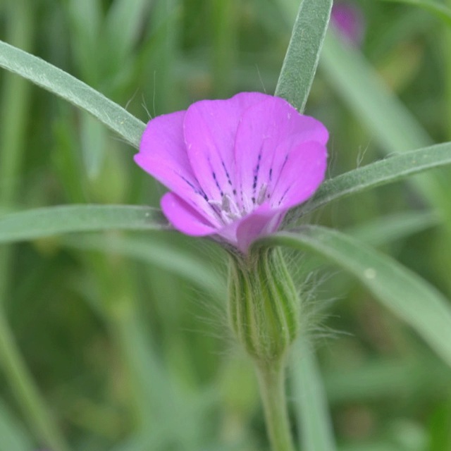 Agrostemma githago seeds 1KG