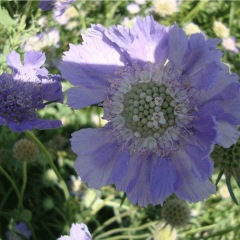 Scabiosa atropurpurea seeds 1KG