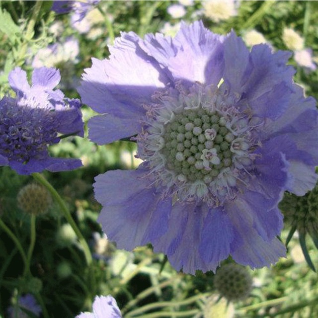 Scabiosa atropurpurea seeds 1KG