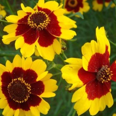 Sanvitalia procumbens seeds 1KG