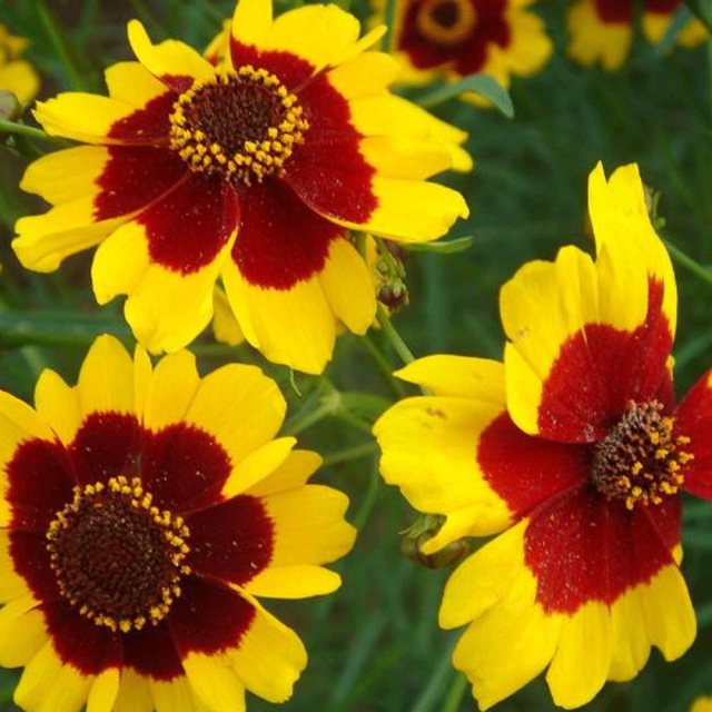 Sanvitalia procumbens seeds 1KG