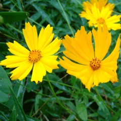 Tall Coreopsis basalis seeds 1kg