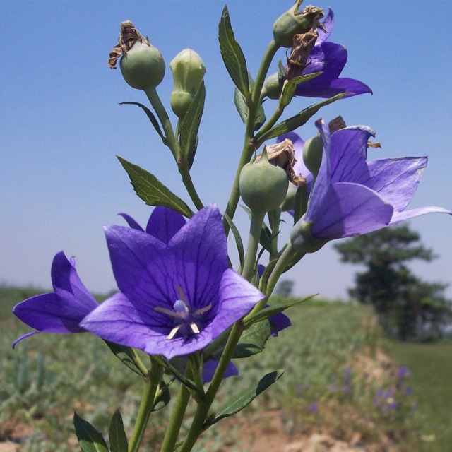balloon flower seeds 1kg