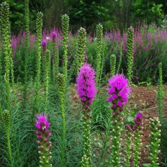 Liatris spicata seeds 1KG