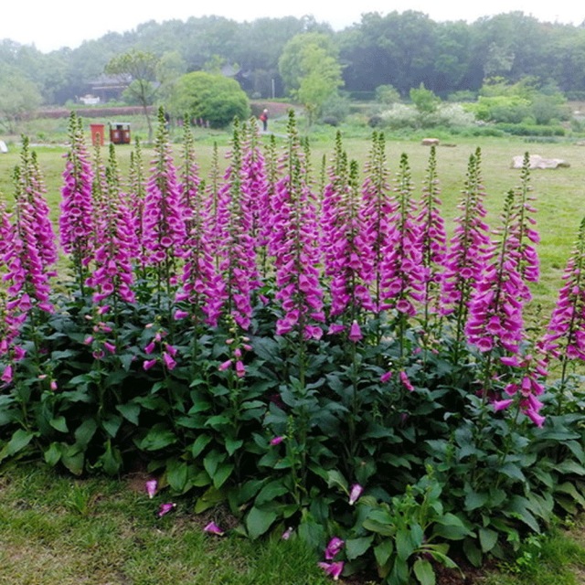 Digitalis purpurea seeds 1KG