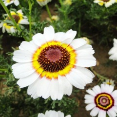 Chrysanthemum carinatum seeds 1kg