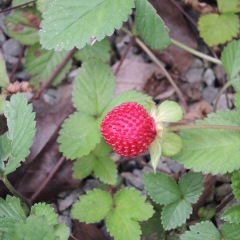 Duchesnea indica seeds 1kg