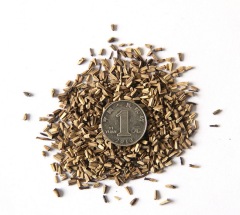Echinacea purpurea seeds