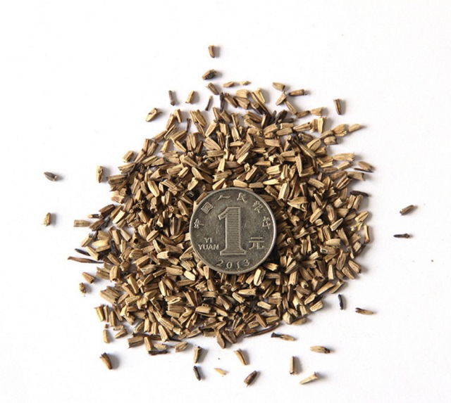 Echinacea purpurea seeds