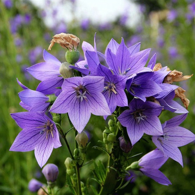 balloon flower seeds 1kg