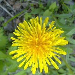 Taraxacum officnala seeds 1KG