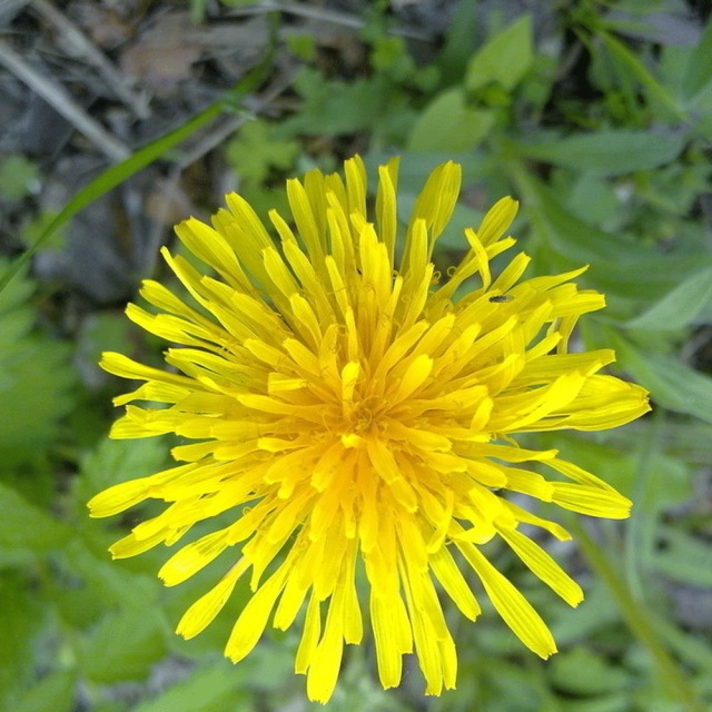 Taraxacum officnala seeds 1KG