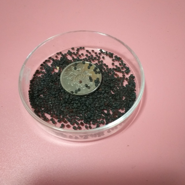 Saponaria officinalis seeds 1KG