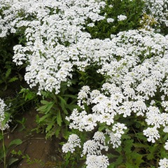 Iberis amara seeds 1KG