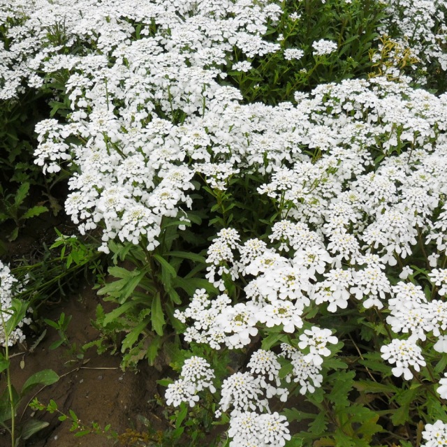 Iberis amara seeds 1KG