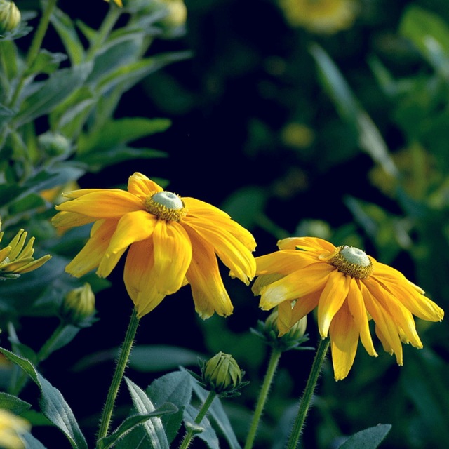 Rudbeckia hirta Gloriosa seeds 1kg