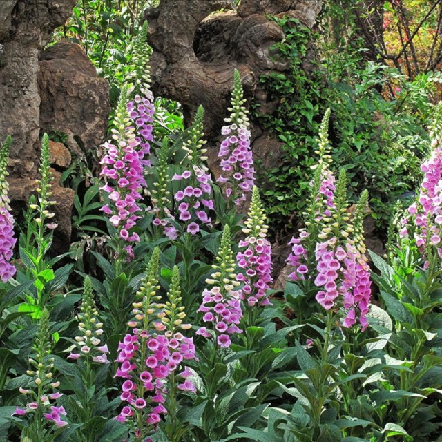Digitalis purpurea seeds 1KG
