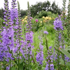 Veronica polita seeds 1KG