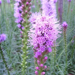 Liatris spicata seeds 1KG