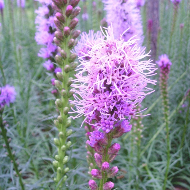 Liatris spicata seeds 1KG