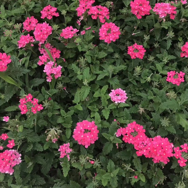 Verbena hybrida seeds 1kg