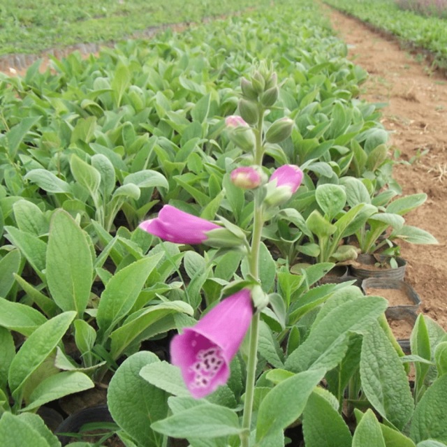 Digitalis purpurea seeds 1KG