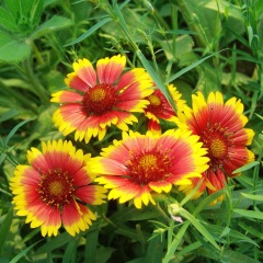 Gaillardia pulchella seeds 1KG