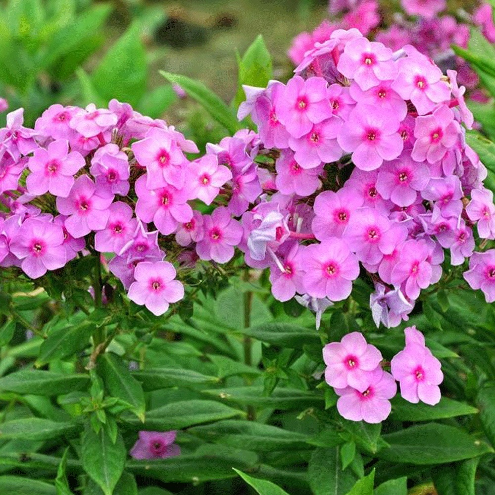 Annual phlox seeds 1kg