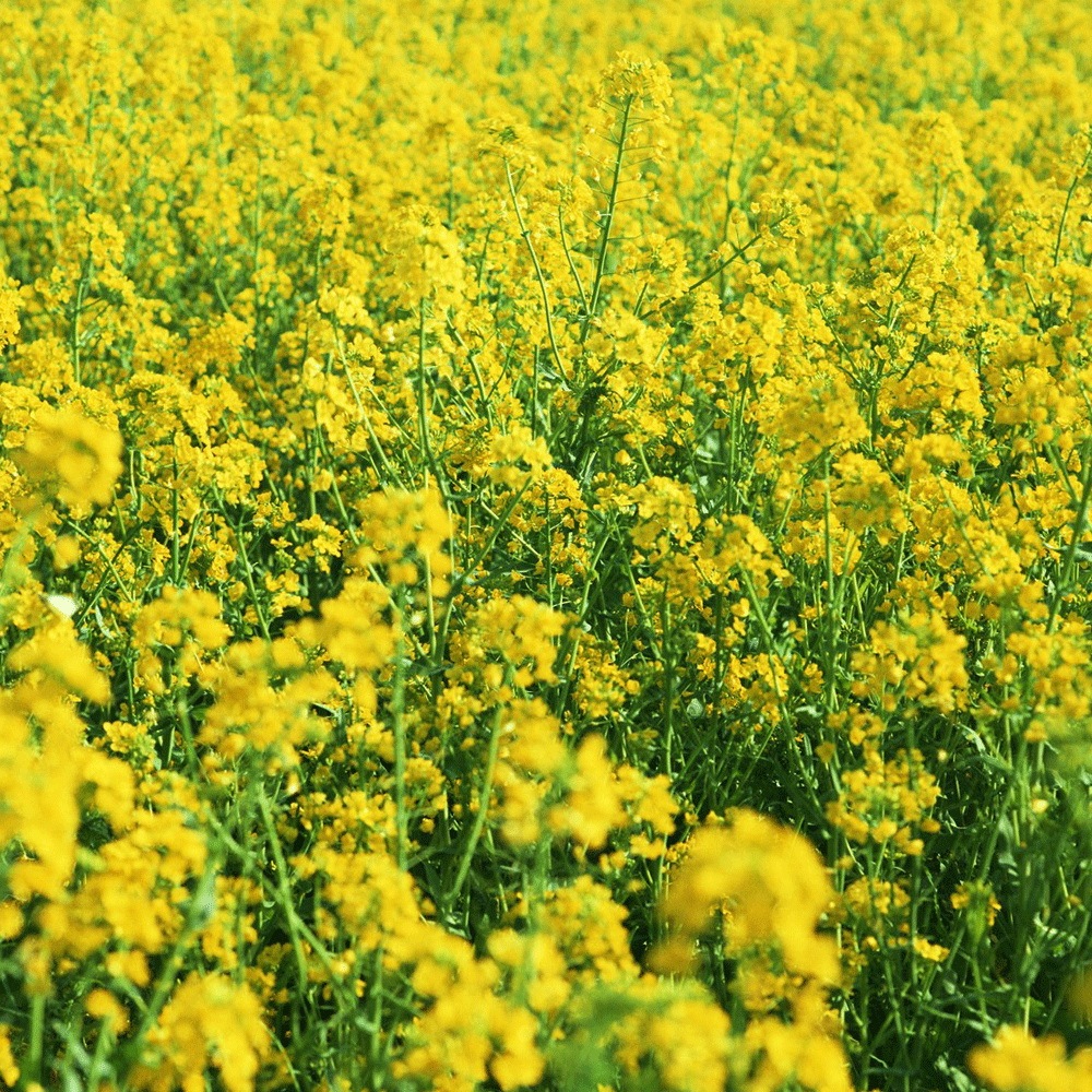 Brassica campestris seeds 1kg