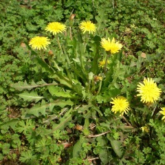 Taraxacum officnala seeds 1KG