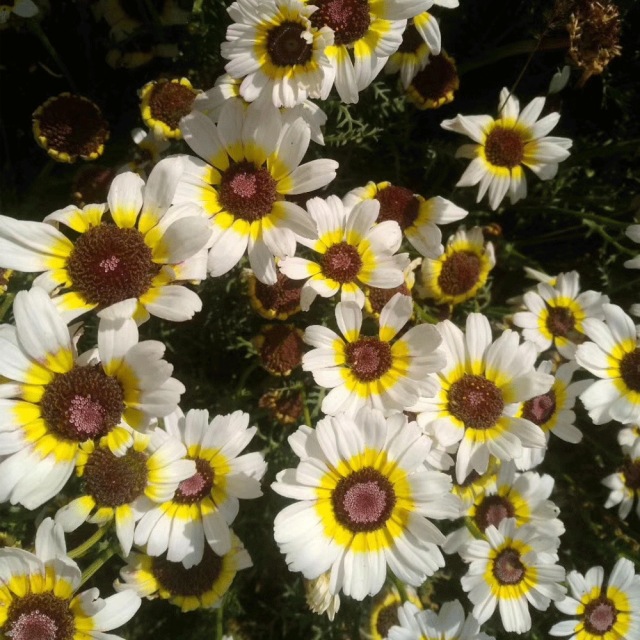 Chrysanthemum carinatum seeds 1kg