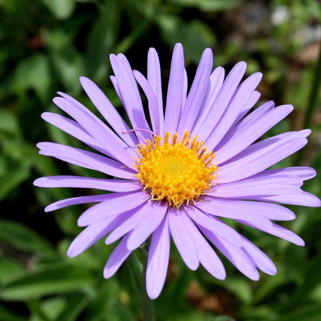 Aster tataricus seeds 1KG