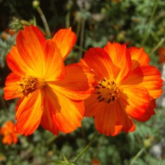 Tall Cosmos sulphurens seeds 1KG