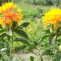 Carthamus tinctorius seeds 1kg