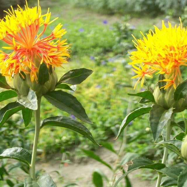 Carthamus tinctorius seeds 1kg