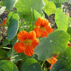 Tropaeolum majus seeds 1kg