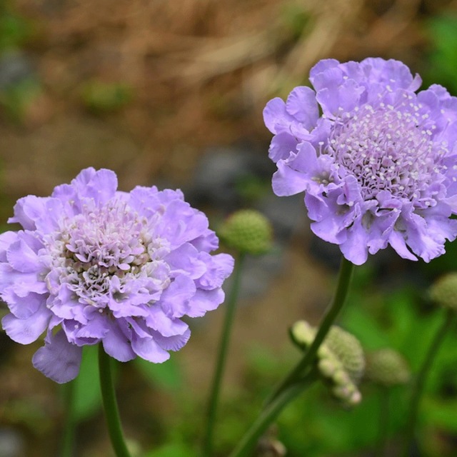 Scabiosa atropurpurea seeds 1KG