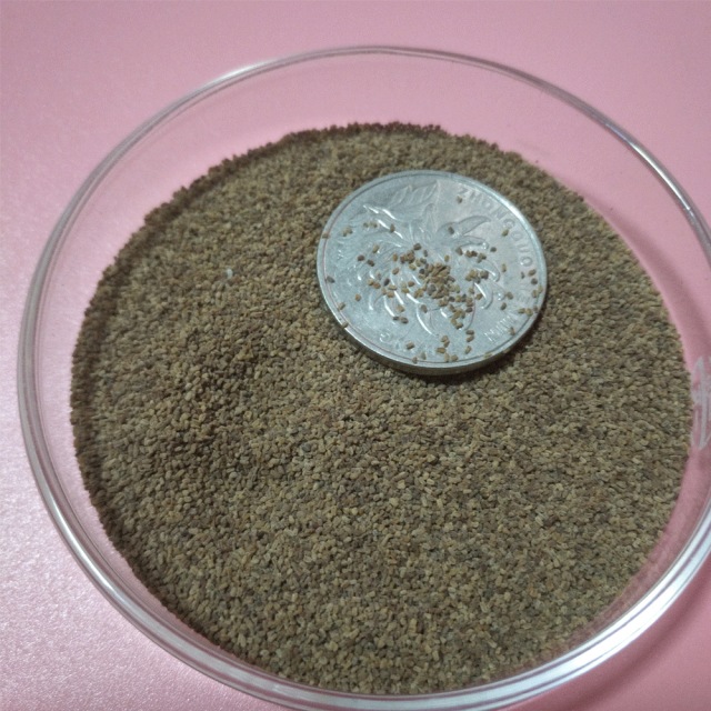 Digitalis purpurea seeds 1KG