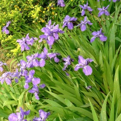 Iris tectorum seeds 1KG